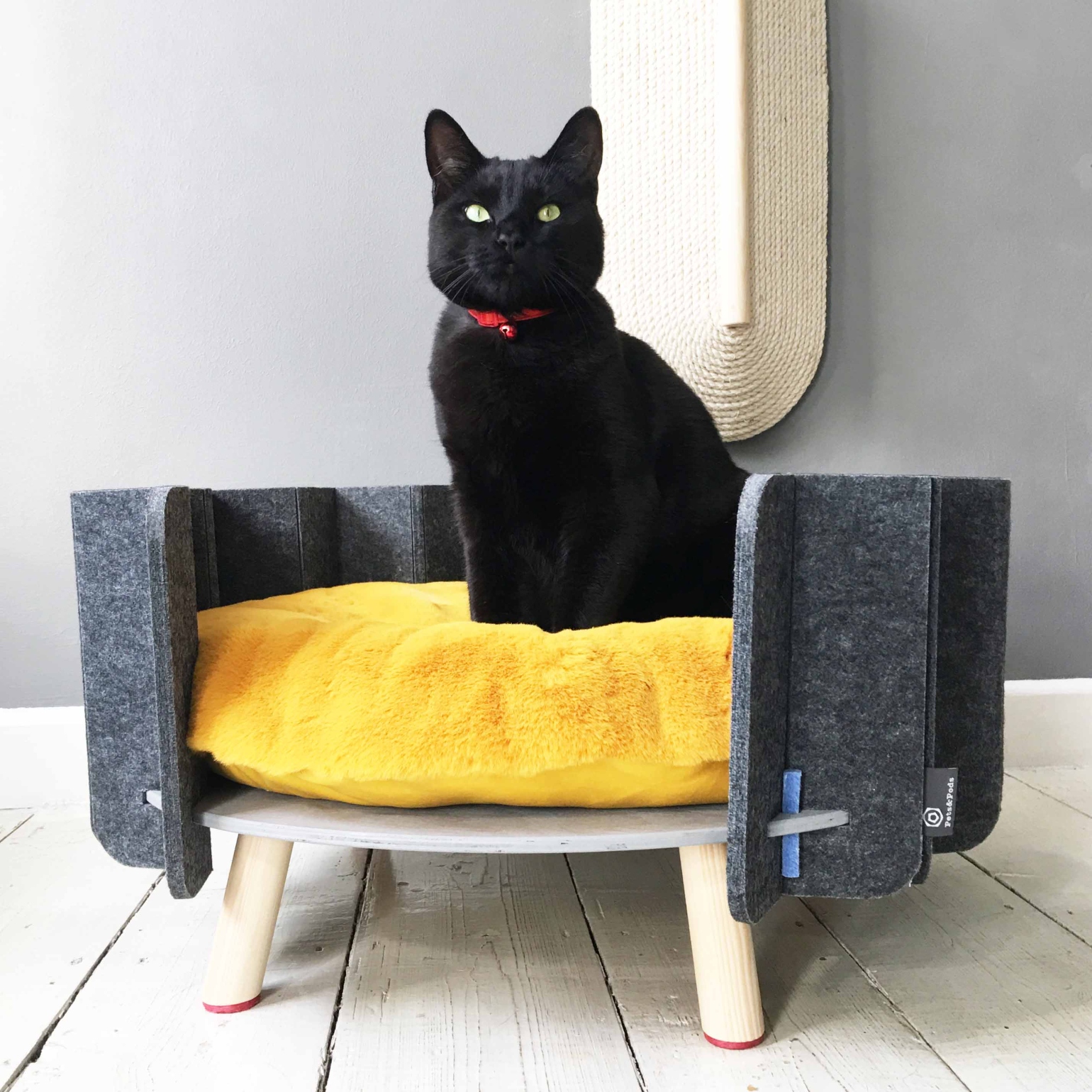cat on raised cat bed