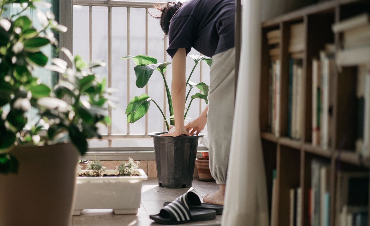 Person potting plant at home