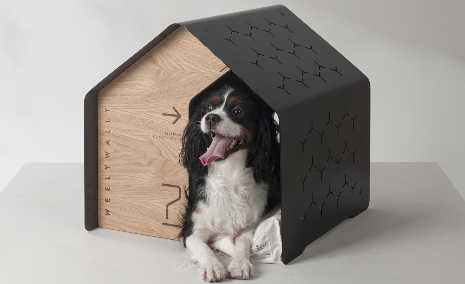 dog in indoor kennel