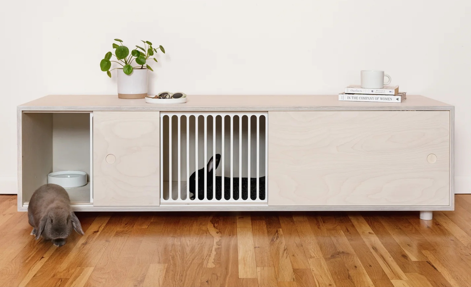 rabbits around hutch