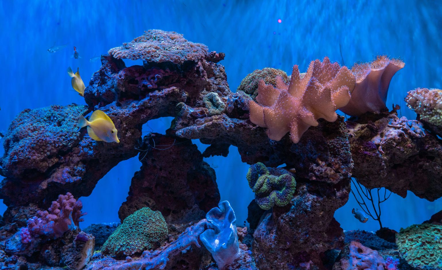 Coral reefs and fish