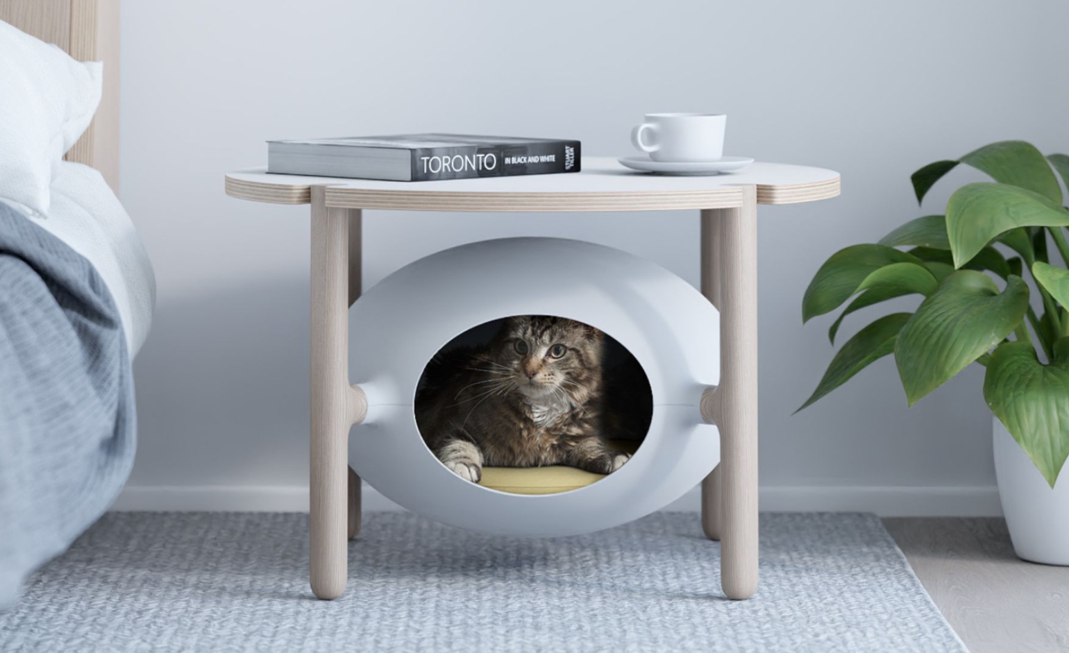 cat in Teixeira igloo